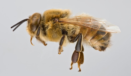 con ong chúa đực